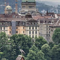 Vignette de l`image de la galerie21